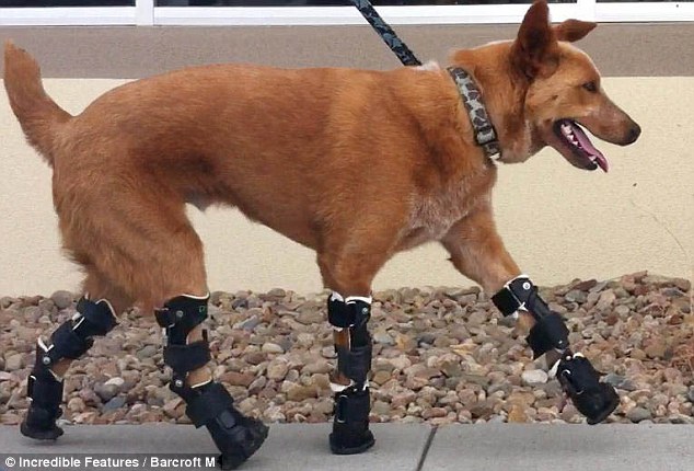Walkies: Naki'o is a happy little chappy once again thanks to his amazing prosthetic legs 
