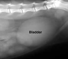 xray bladder