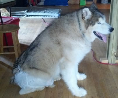 husky diapers