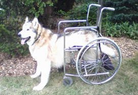Dog Wheelchair and Cart Comparisons